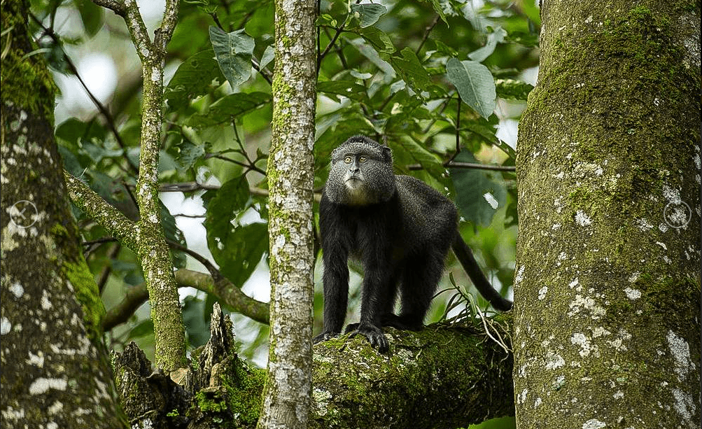 Discover the Hidden Treasures of Kakamega Forest: A Nature Lover's Paradise